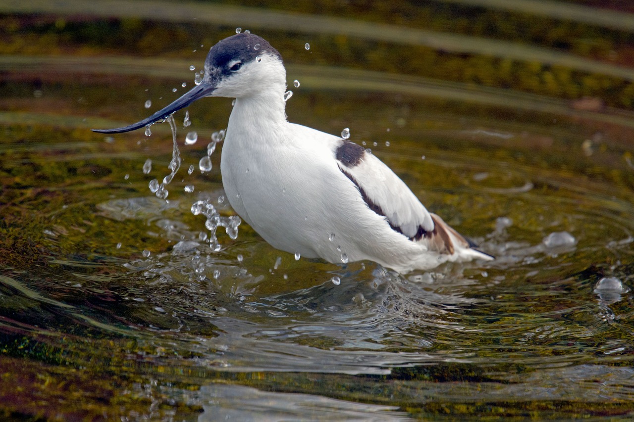 Guided Bird Watching Cruise at Stuart Line Cruises Events in Exmouth