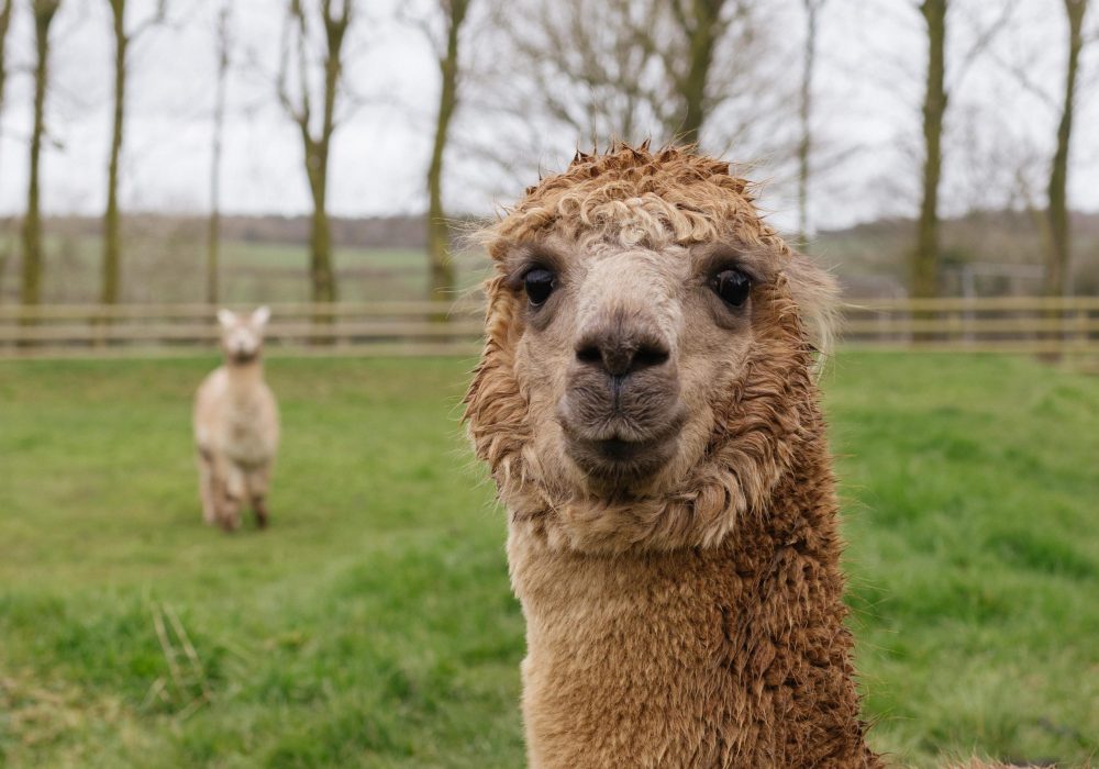 World of Country Life - Llama