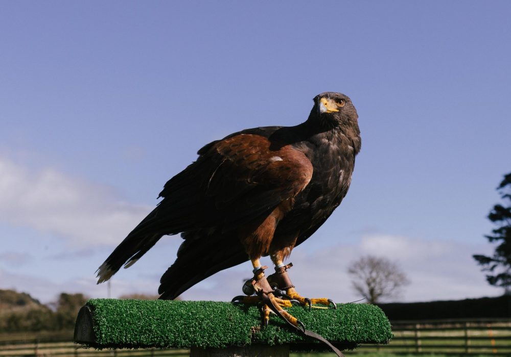 World of Country Life - Bird of Prey