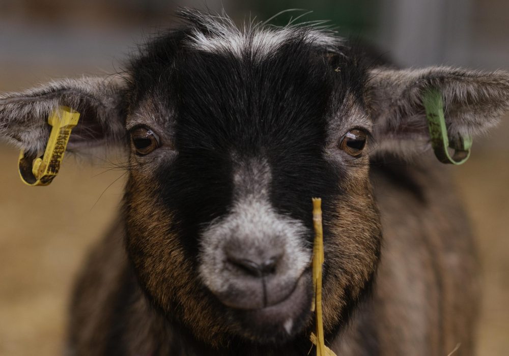 World of Country Life - Goat