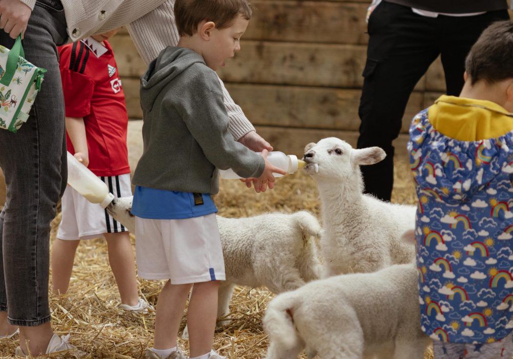 World of Country Life - Goat Feeding
