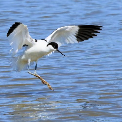 Avocet