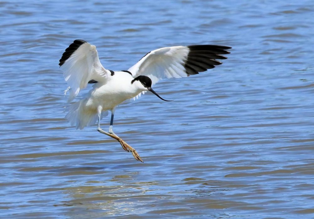 Avocet