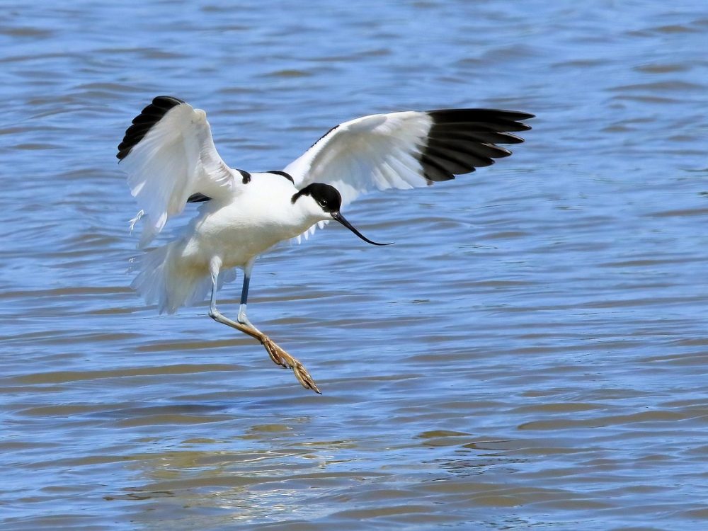 Avocet