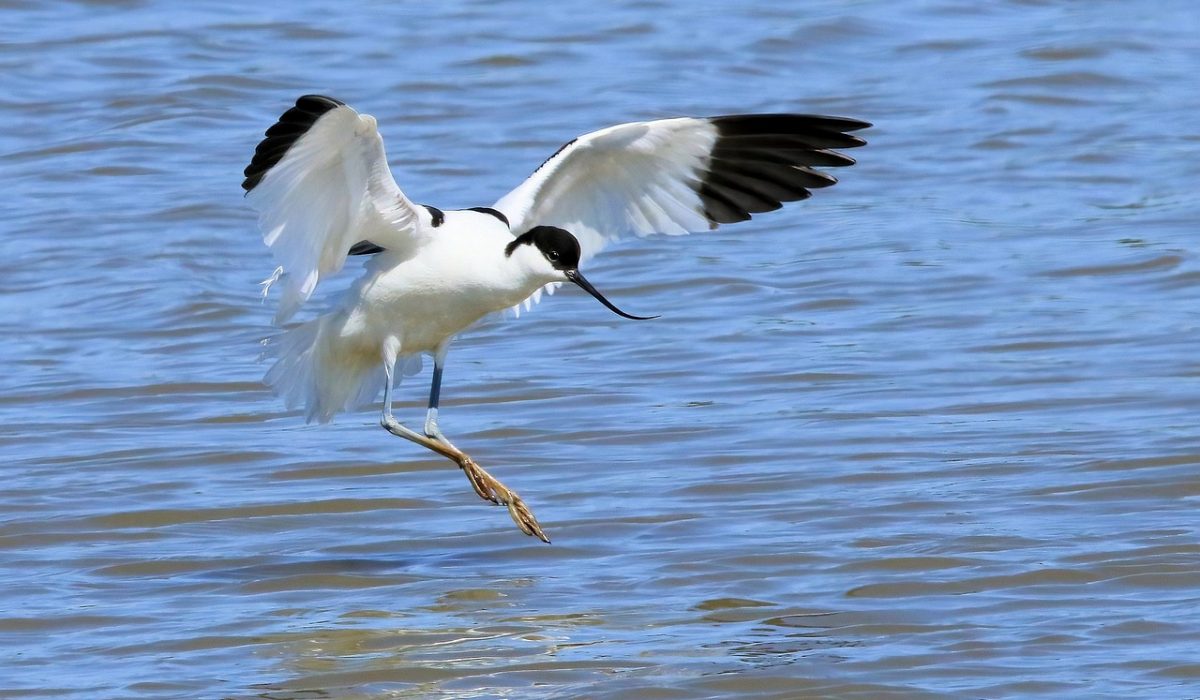 Avocet