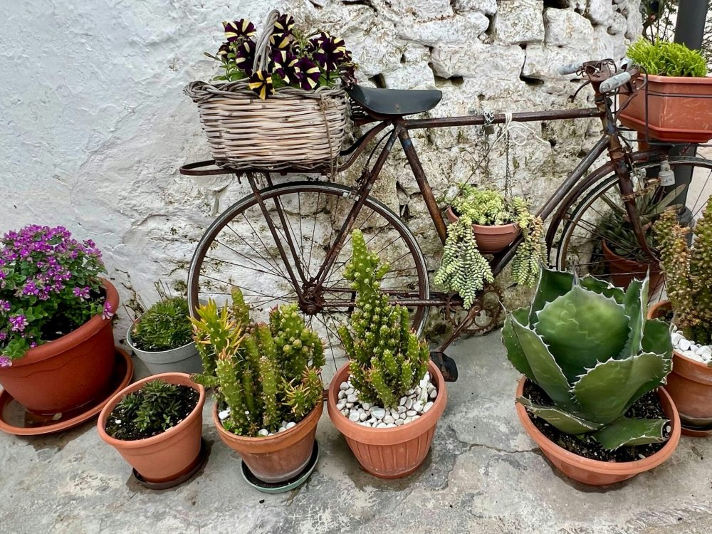 A selection of cacti and succulants in pots.