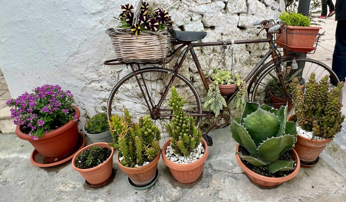A selection of cacti and succulants in pots.