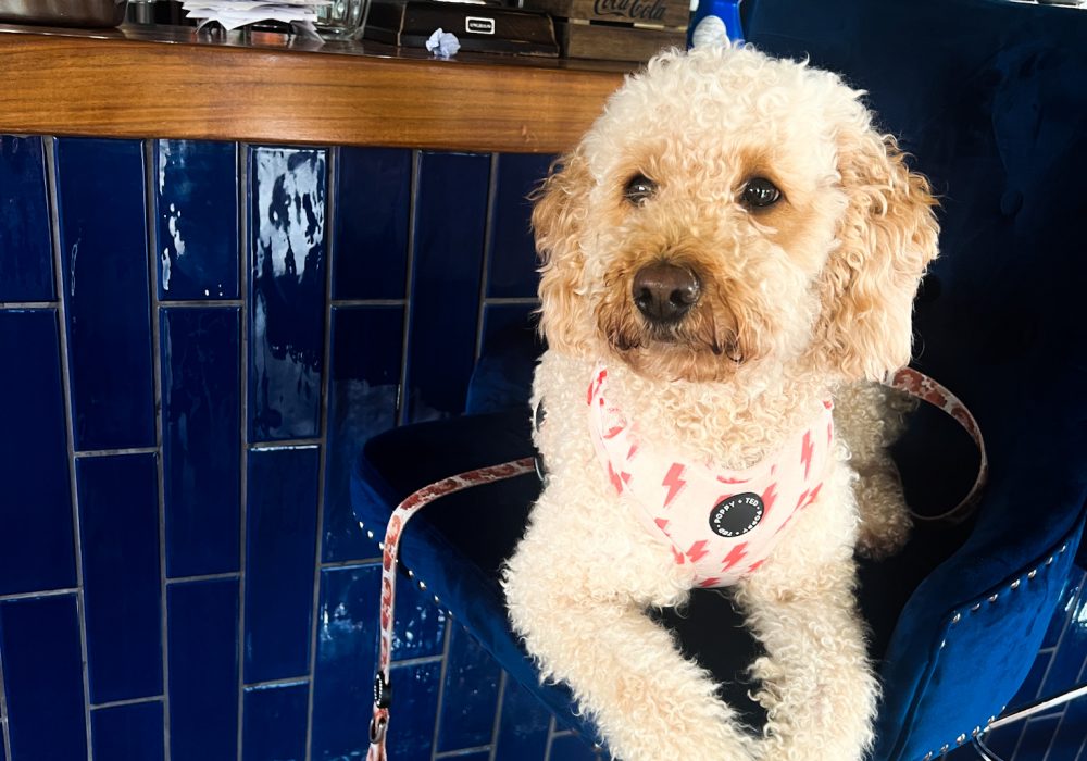 Land & Sea Dog Friendly