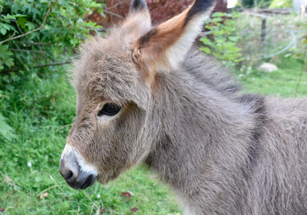 Donkey 3