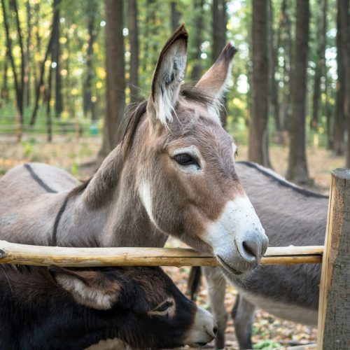 Donkey