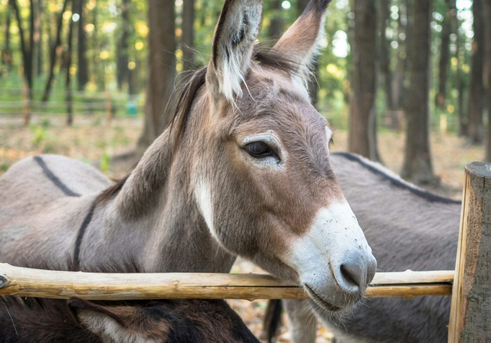 Donkey