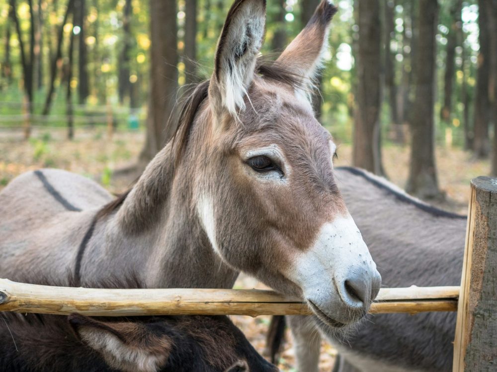 Donkey