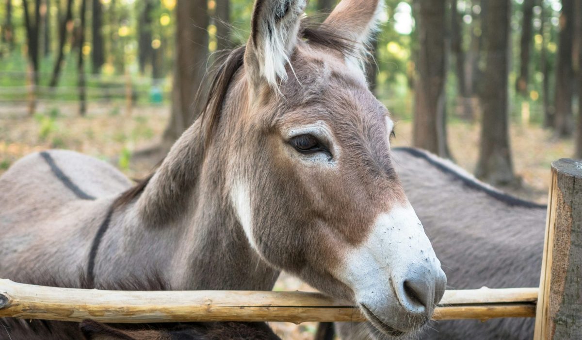 Donkey