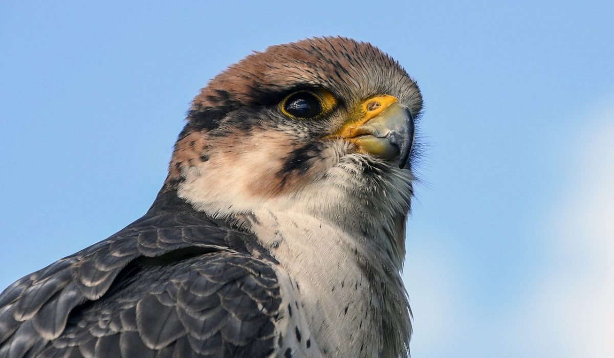 Falcon 3