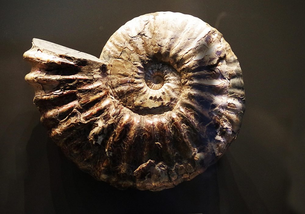 Fossil