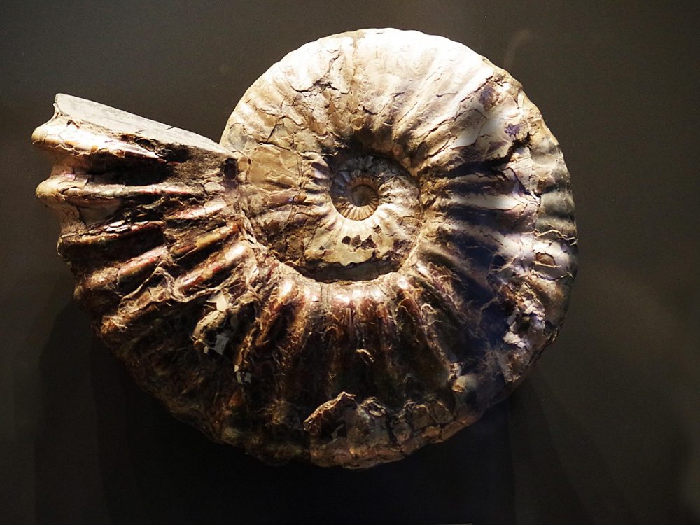 Fossil
