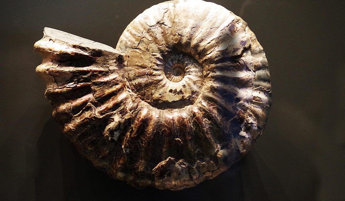 Fossil