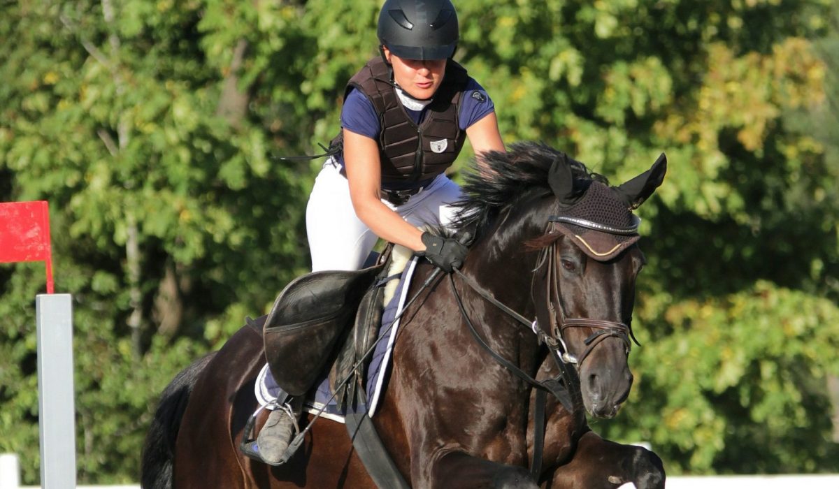 Horse 2