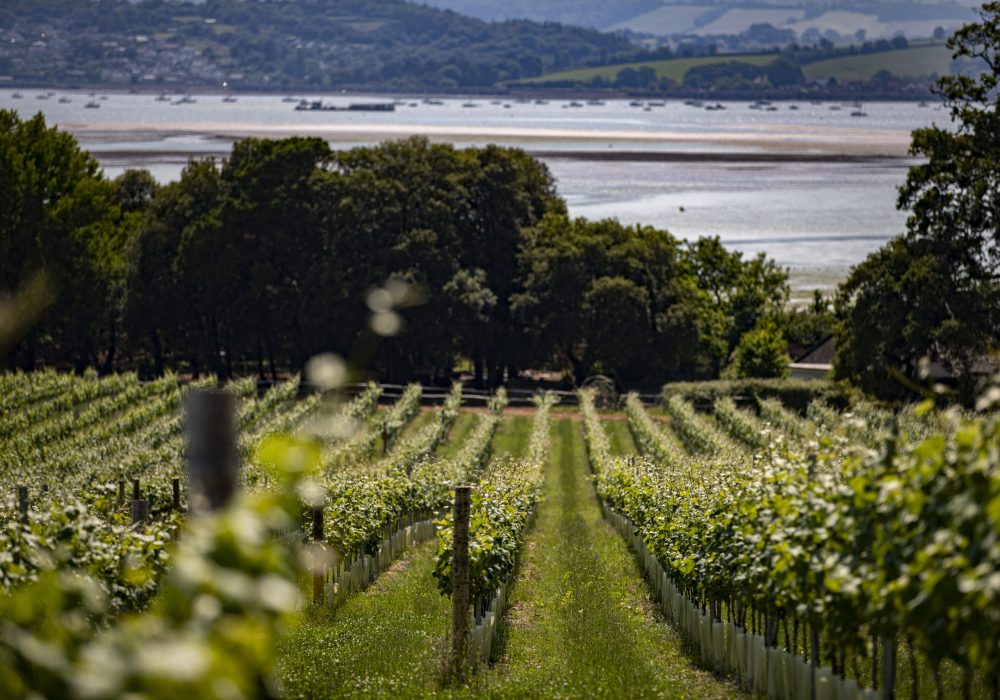 Lympstone Manor Vineyard