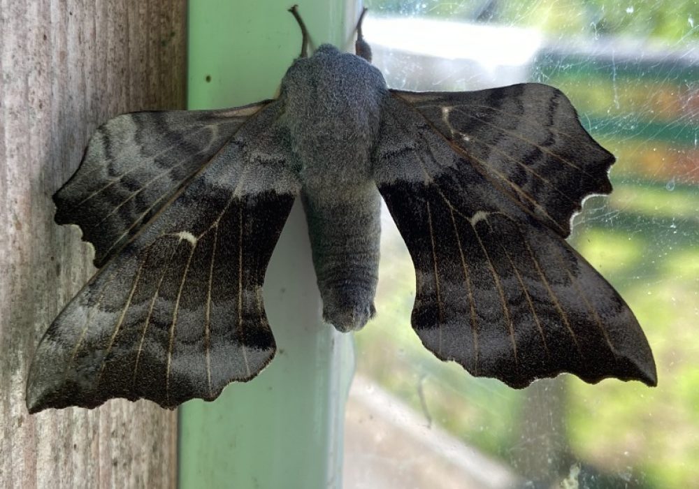 Poplar_hawk_moth._Fire_exit_by_rheas._May_2022