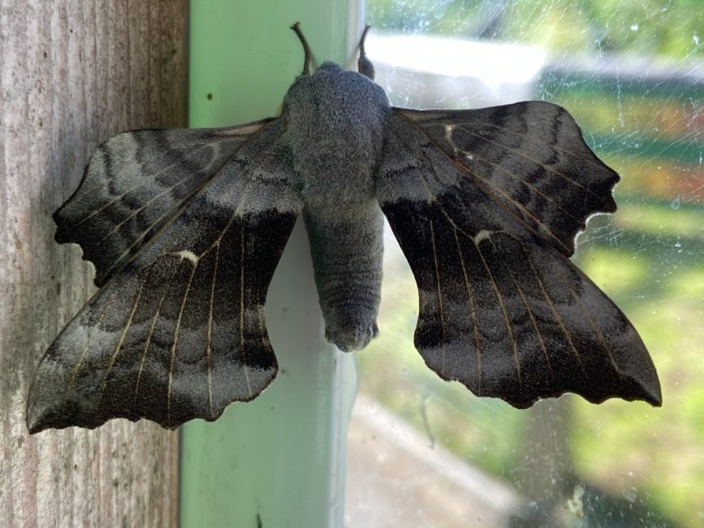 Poplar_hawk_moth._Fire_exit_by_rheas._May_2022