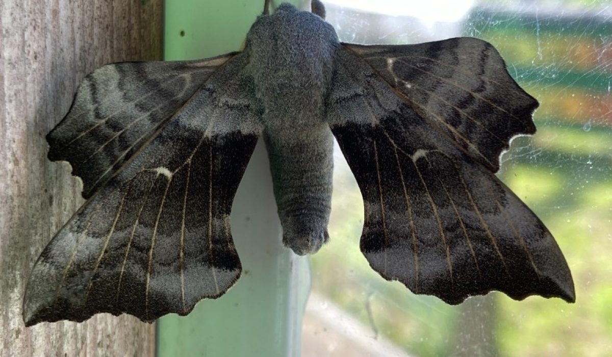 Poplar_hawk_moth._Fire_exit_by_rheas._May_2022