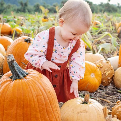 Pumpkin 2 Pumpkin 2