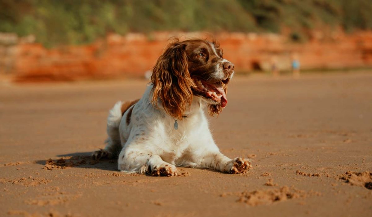 DogFriendly Exmouth Visit Exmouth