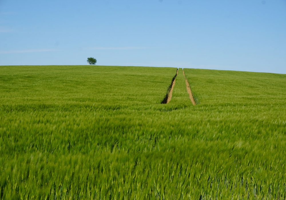 andreas-haubold-cLR8L-kDxTs-unsplash-(1)