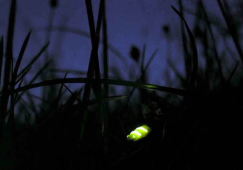exmouth-glow-worms