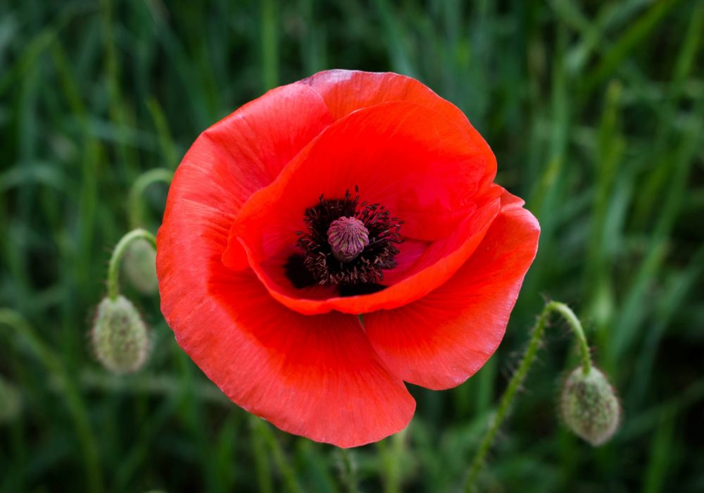 poppy