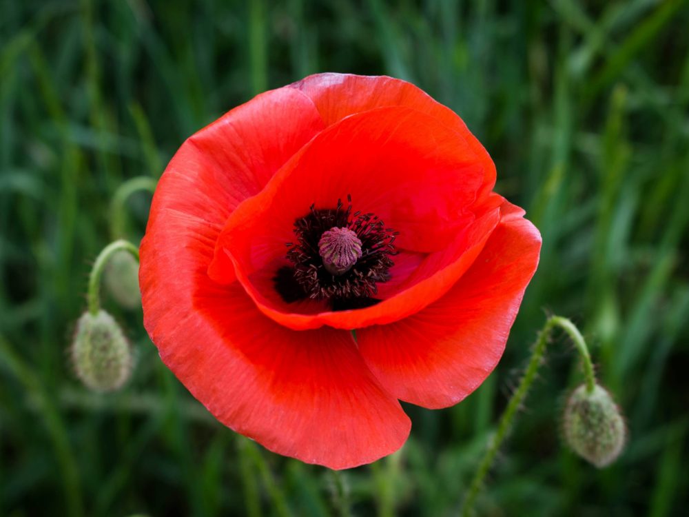poppy