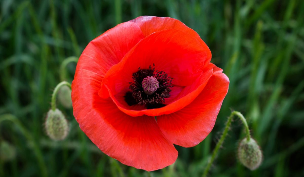 poppy