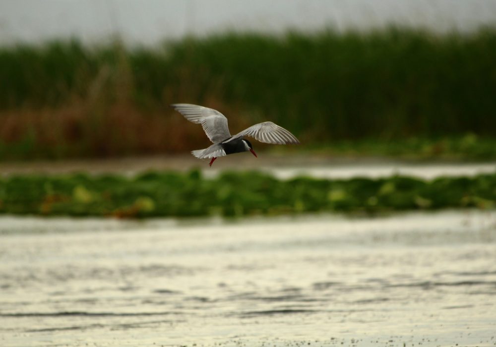 seval_torun_hnRGJS_oQBk_unsplash