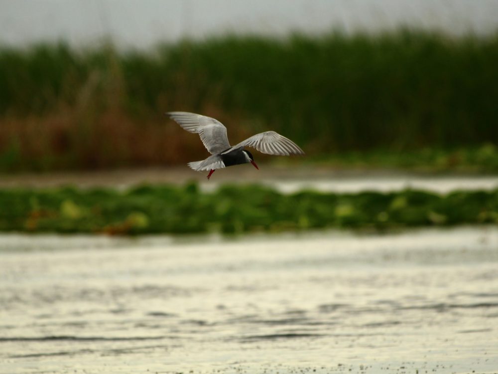 seval_torun_hnRGJS_oQBk_unsplash