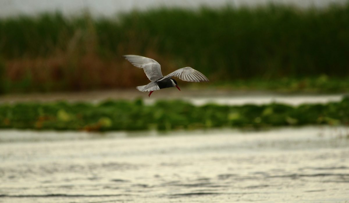 seval_torun_hnRGJS_oQBk_unsplash