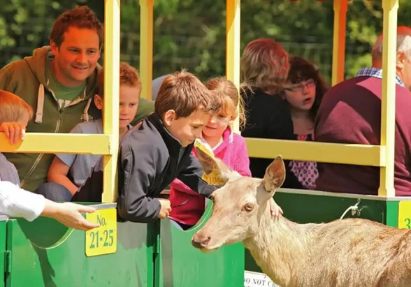 world-of-country-life-deer-train